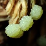 サビムラサキホコリ（粘菌）の高画質写真です。横浜市で、2024年6月15日に撮影したものです。