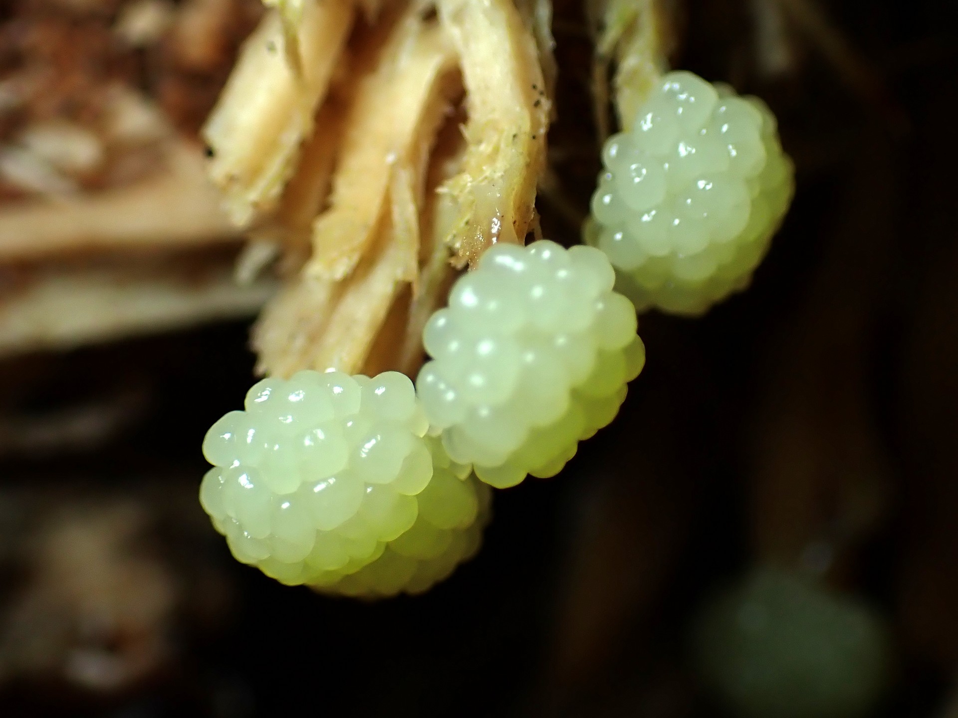 サビムラサキホコリ（粘菌）の高画質写真です。横浜市で、2024年6月15日に撮影したものです。