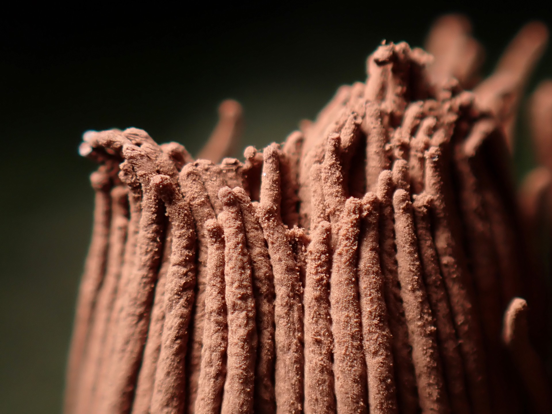 サビムラサキホコリ(粘菌)の拡大高画質写真です。横浜市で、2024年6月14日に撮影したものです。