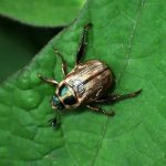 セマダラコガネの高画質写真です。横浜市で、2024年6月15日に撮影したものです。