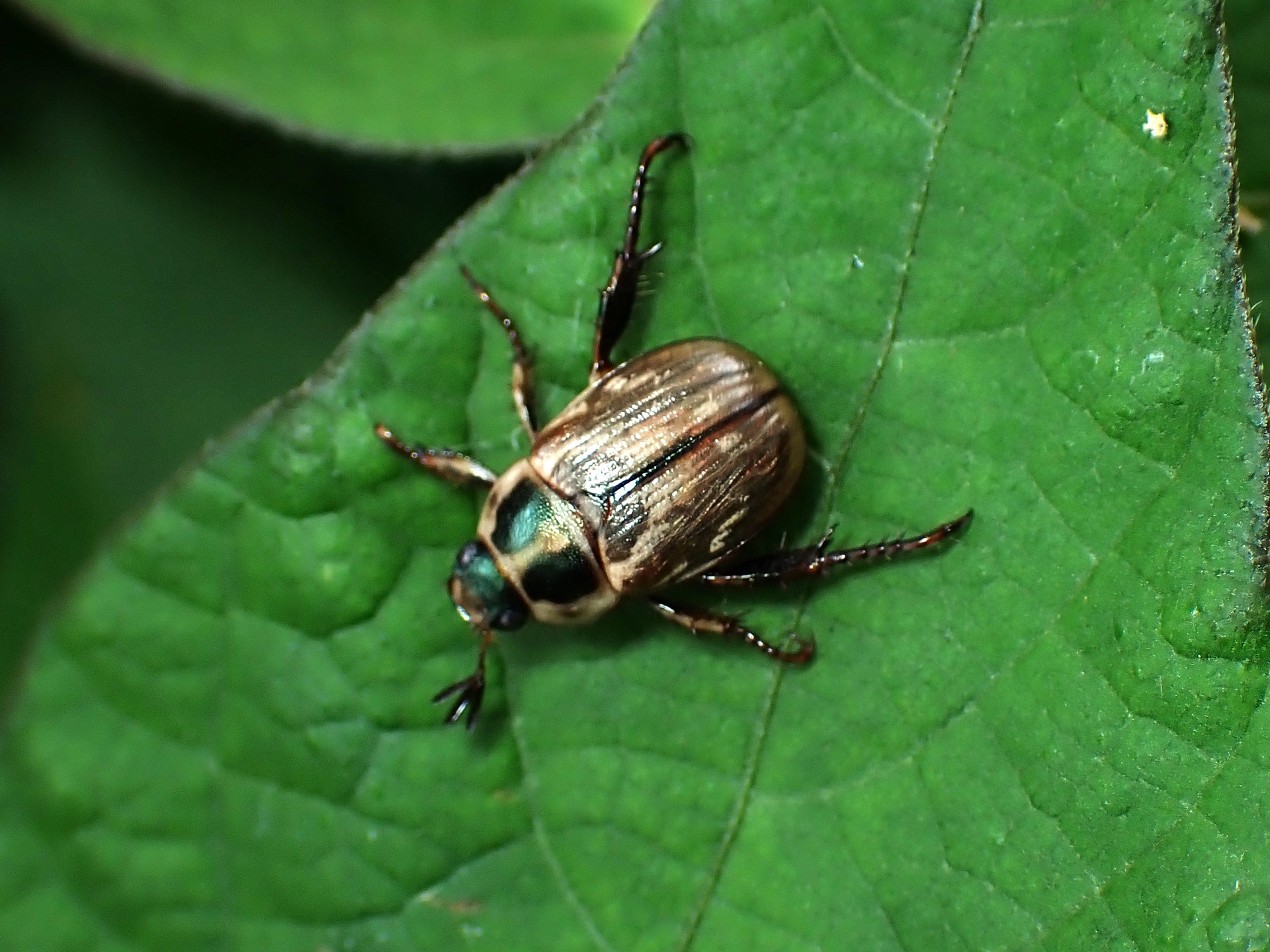 セマダラコガネの高画質写真です。横浜市で、2024年6月15日に撮影したものです。