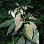 シロダモの高画質写真です。横浜市 青葉区 寺家ふるさと村で、2024年5月29日に撮影したものです。