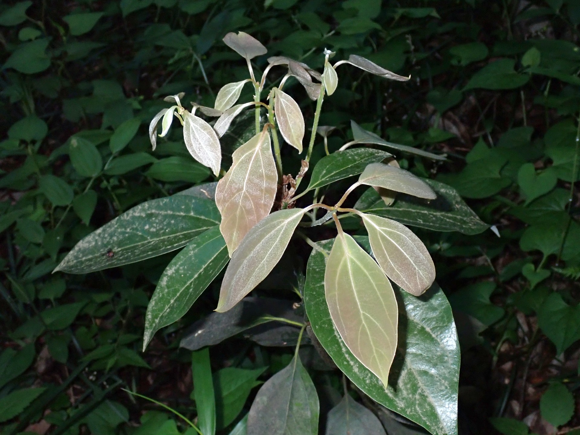 シロダモの高画質写真です。横浜市 青葉区 寺家ふるさと村で、2024年5月29日に撮影したものです。