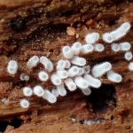 白い変形菌の高画質写真です。横浜市で、2024年6月22日に撮影したものです。