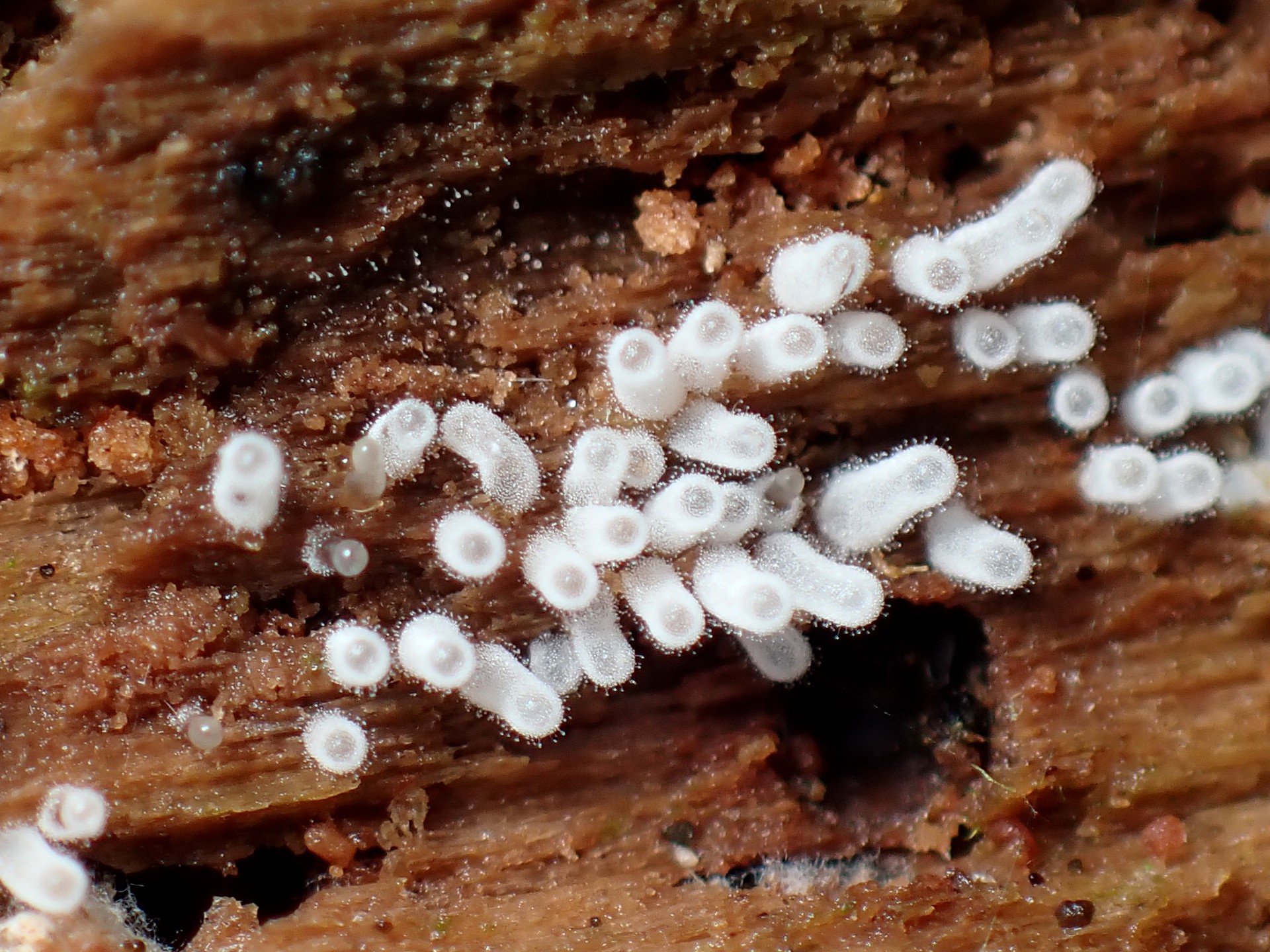 白い変形菌の高画質写真です。横浜市で、2024年6月22日に撮影したものです。