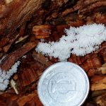 白い変形菌の高画質写真です。横浜市で、2024年6月22日に撮影したものです。