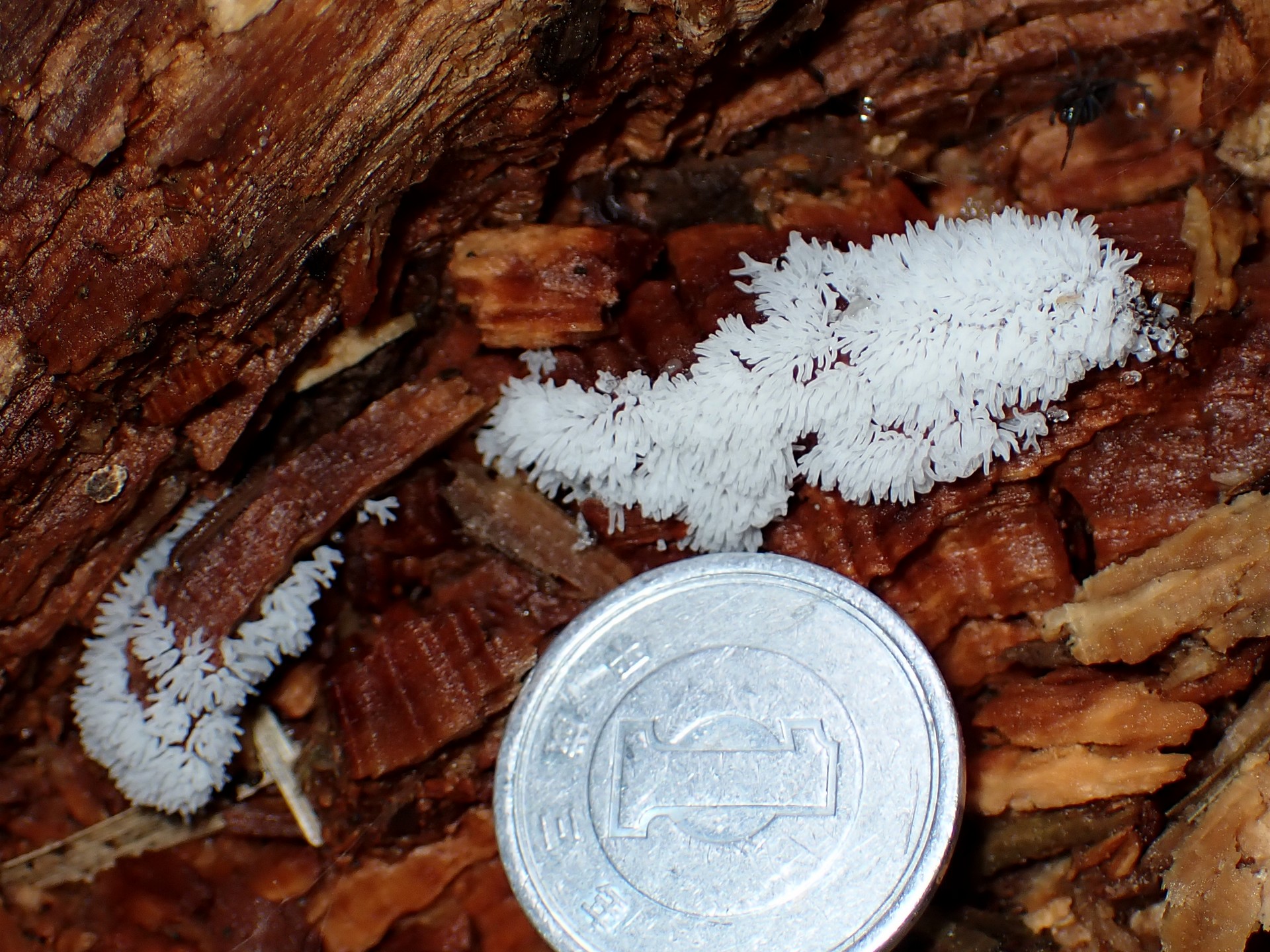 白い変形菌の高画質写真です。横浜市で、2024年6月22日に撮影したものです。