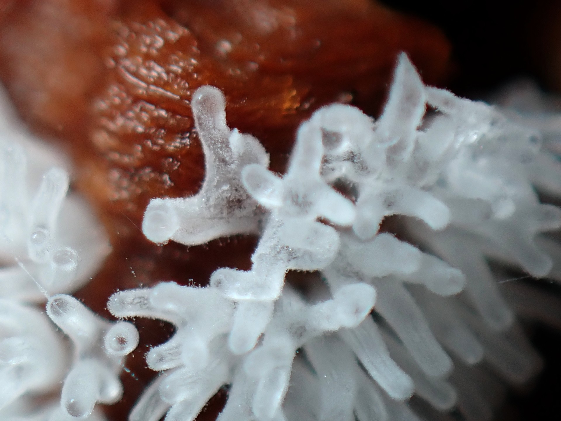 白い変形菌の高画質写真です。横浜市で、2024年6月22日に撮影したものです。