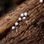 白い変形菌の高画質写真です。横浜市で、2024年6月19日に撮影したものです。