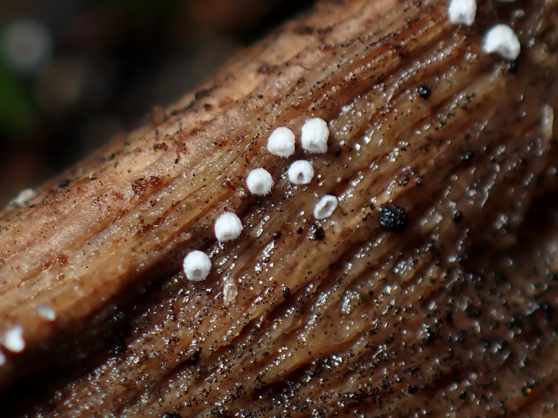 白い変形菌の高画質写真です。横浜市で、2024年6月19日に撮影したものです。