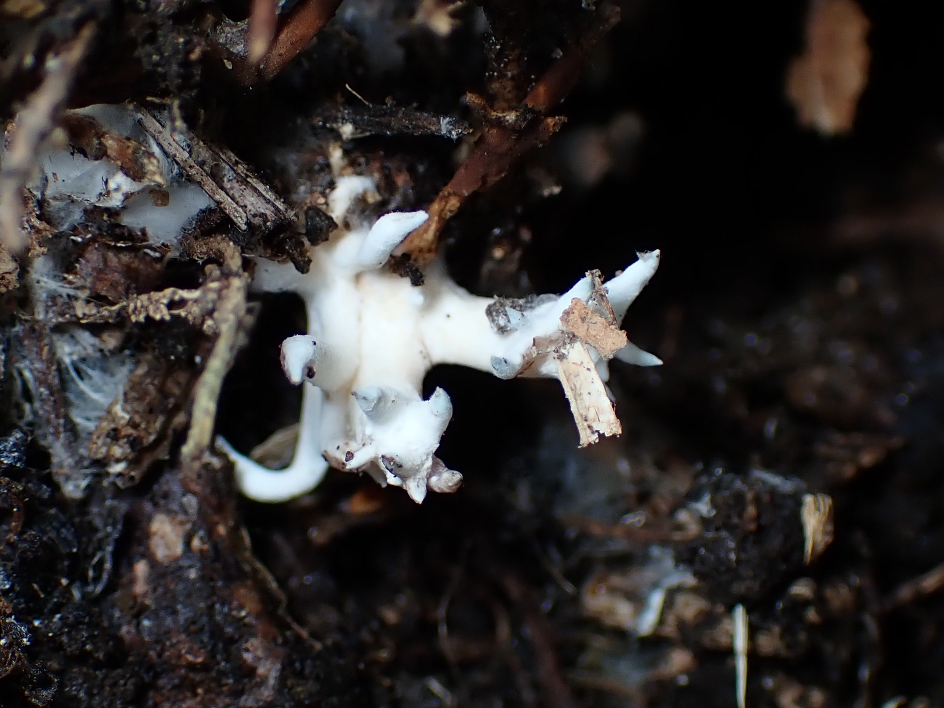 白いホウキタケの仲間 の高画質写真です。横浜市 青葉区 寺家ふるさと村で、2024年6月5日に撮影したものです。