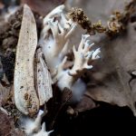 白いホウキタケの仲間 の高画質写真です。横浜市 青葉区 寺家ふるさと村で、2024年6月7日に撮影したものです。