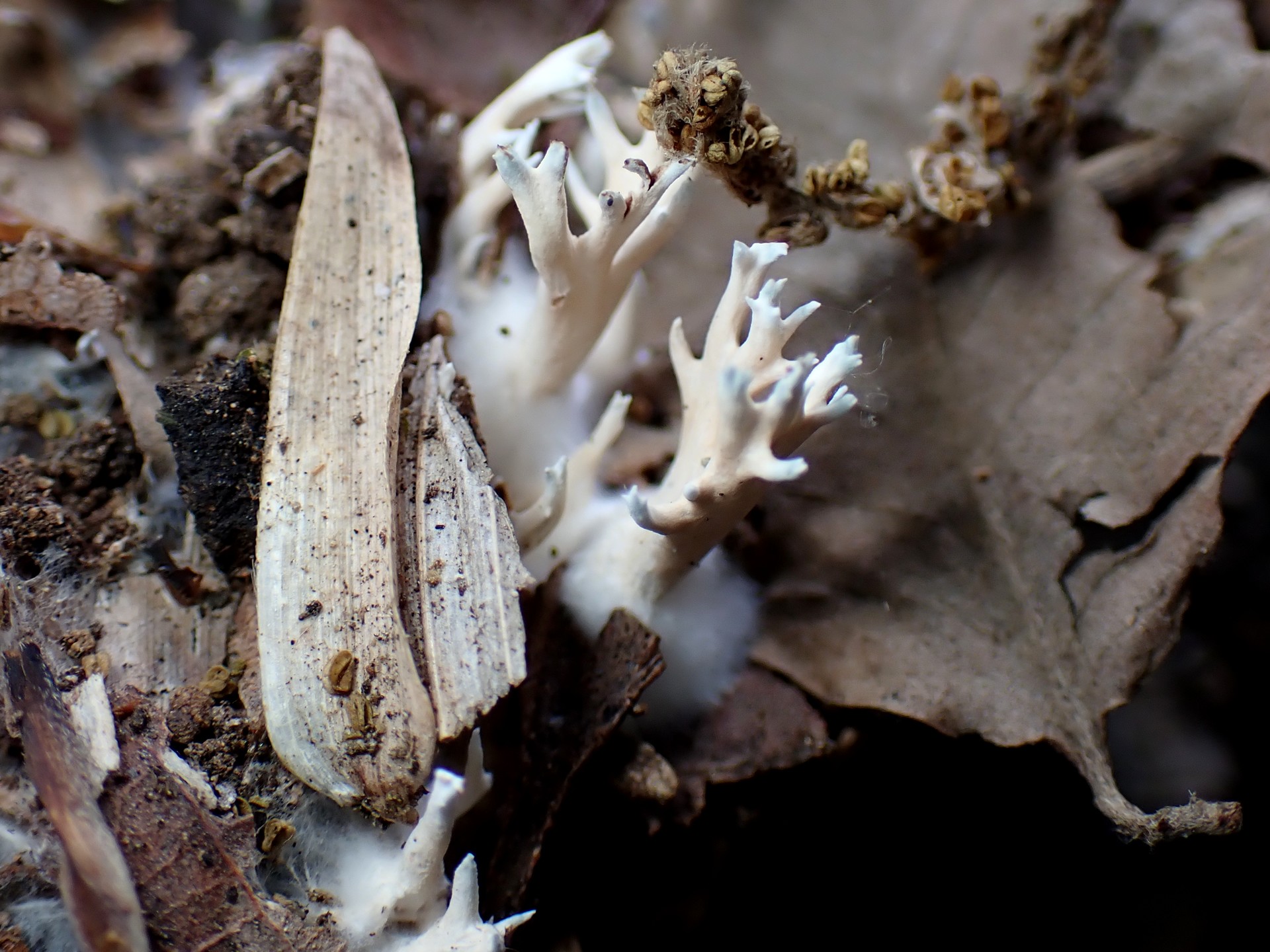 白いホウキタケの仲間 の高画質写真です。横浜市 青葉区 寺家ふるさと村で、2024年6月7日に撮影したものです。