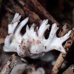 白いホウキタケの仲間 の高画質写真です。横浜市 青葉区 寺家ふるさと村で、2024年6月5日に撮影したものです。