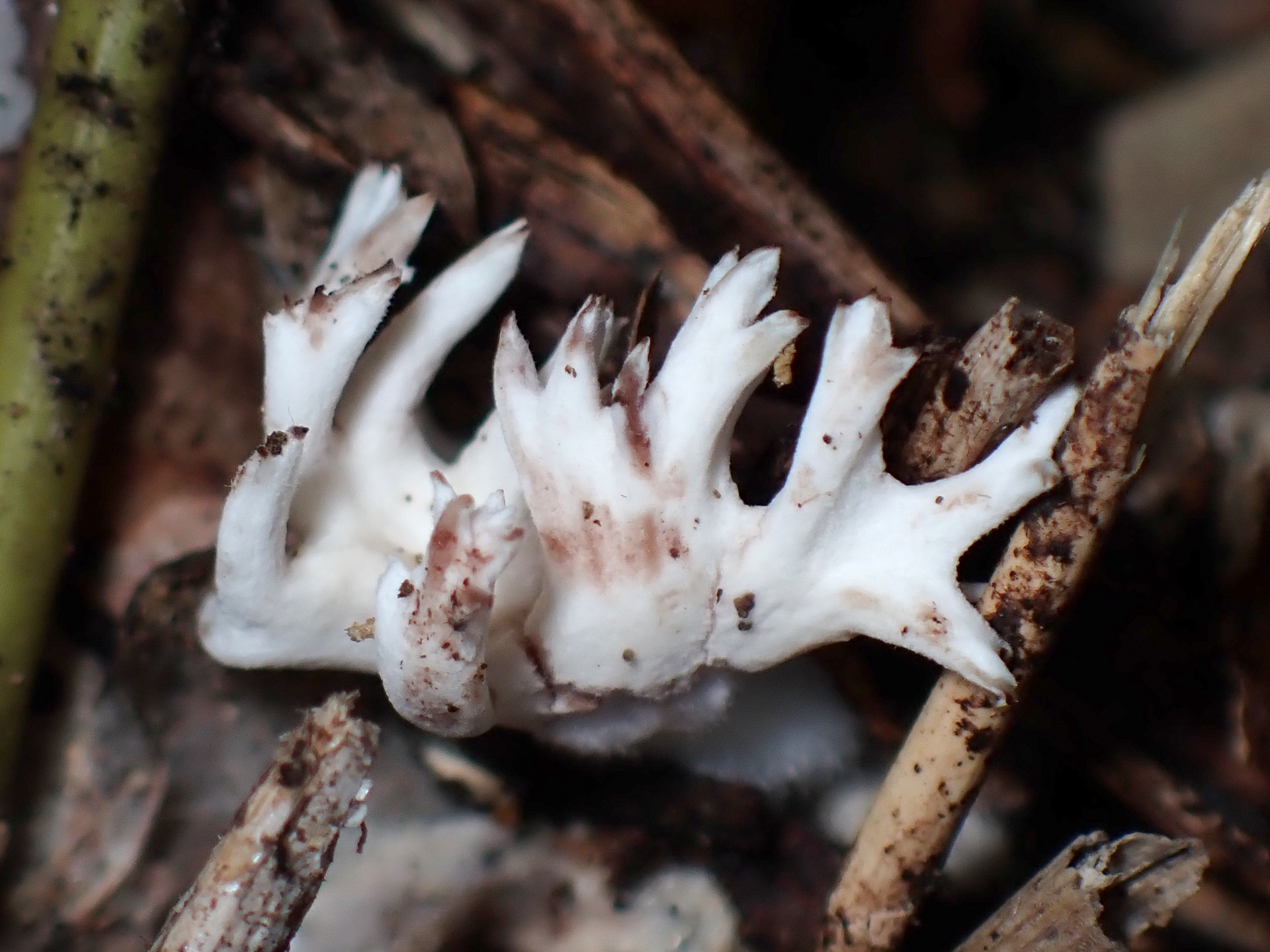 白いホウキタケの仲間 の高画質写真です。横浜市 青葉区 寺家ふるさと村で、2024年6月5日に撮影したものです。