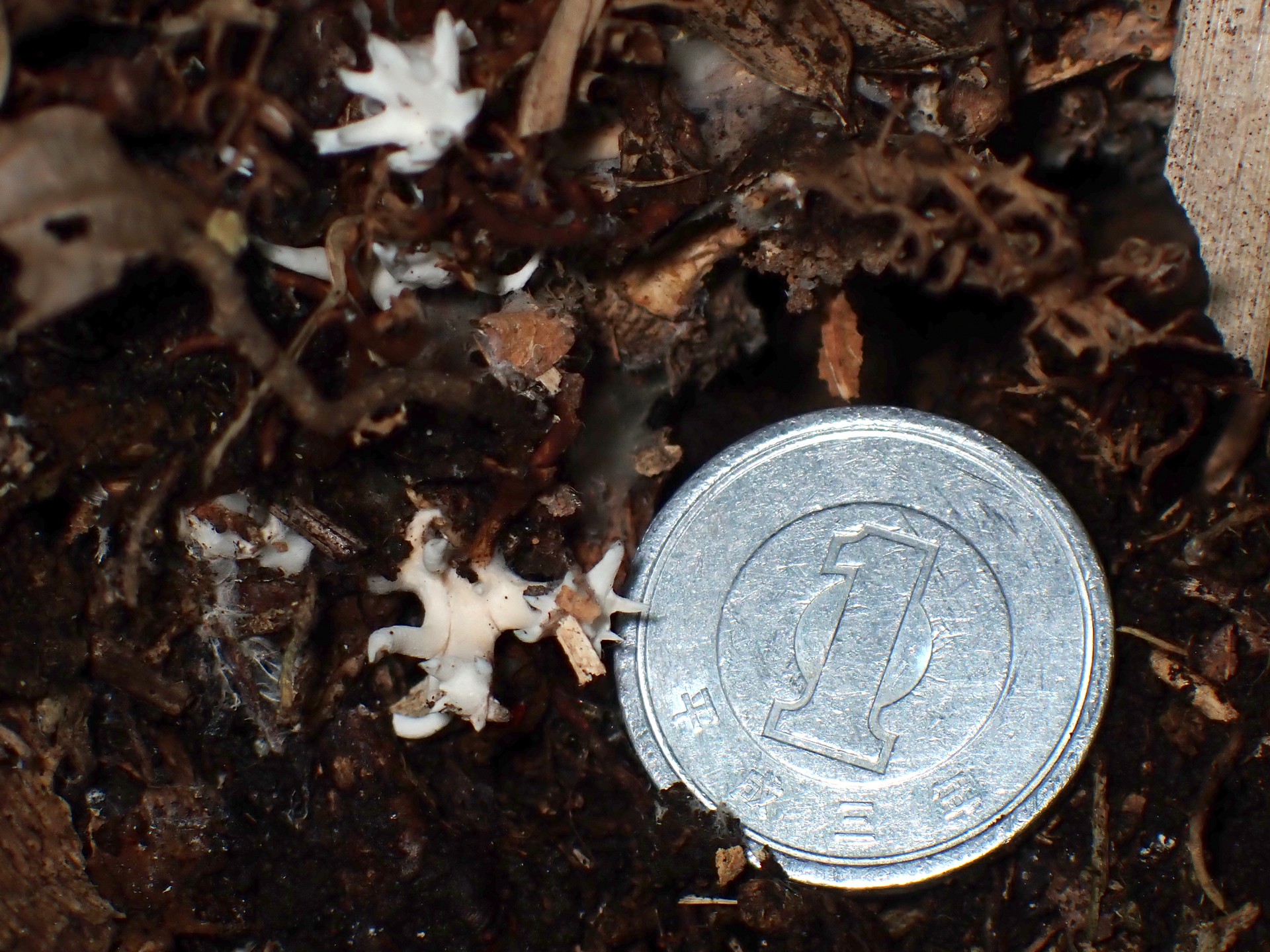 白いホウキタケの仲間 の高画質写真です。横浜市 青葉区 寺家ふるさと村で、2024年6月5日に撮影したものです。