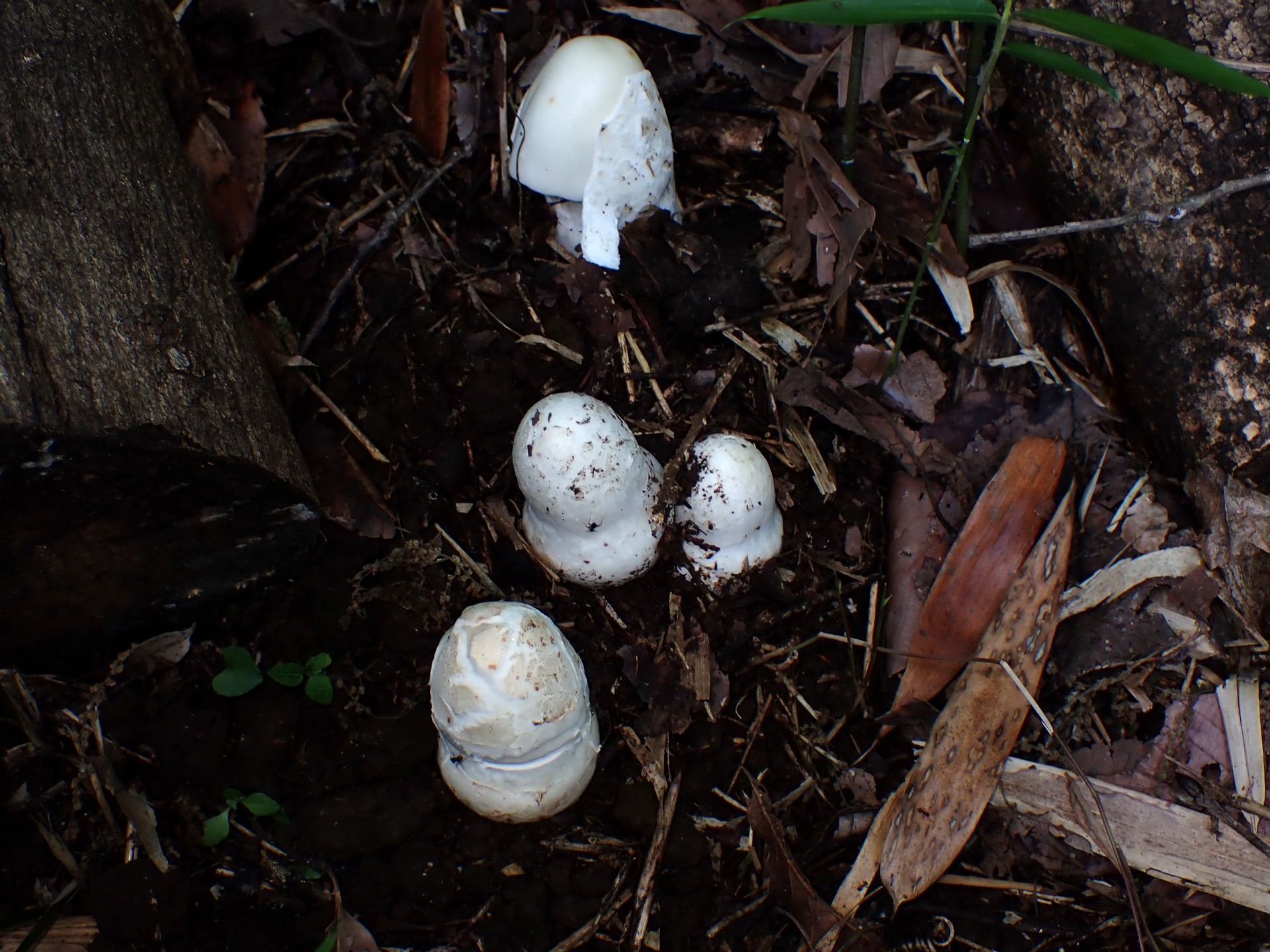 シロタマゴテングタケの幼菌 の高画質写真です。横浜市 青葉区 寺家ふるさと村で、2024年6月5日に撮影したものです。