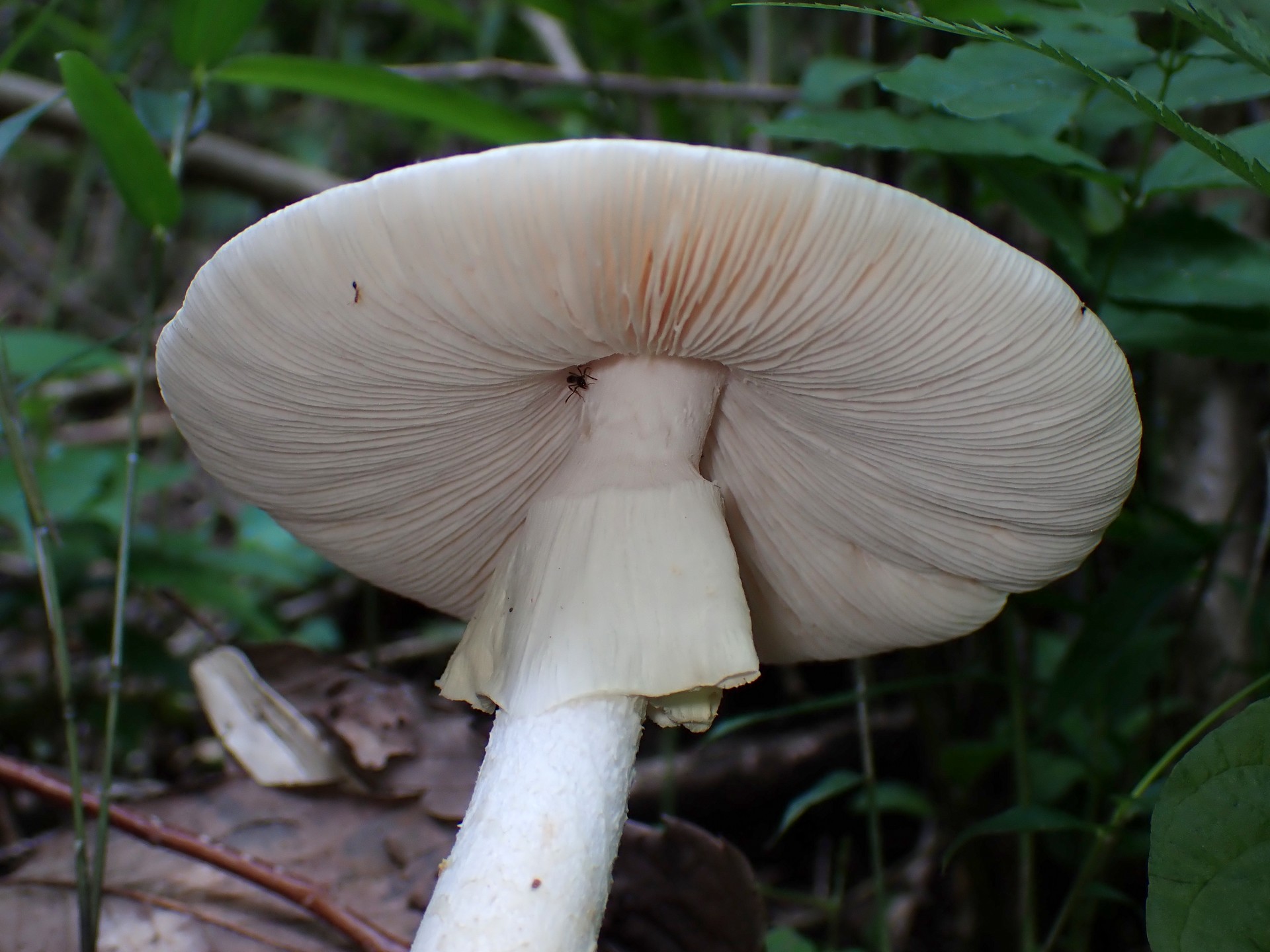 シロタマゴテングタケのヒダ の高画質写真です。横浜市 青葉区 寺家ふるさと村で、2024年6月5日に撮影したものです。