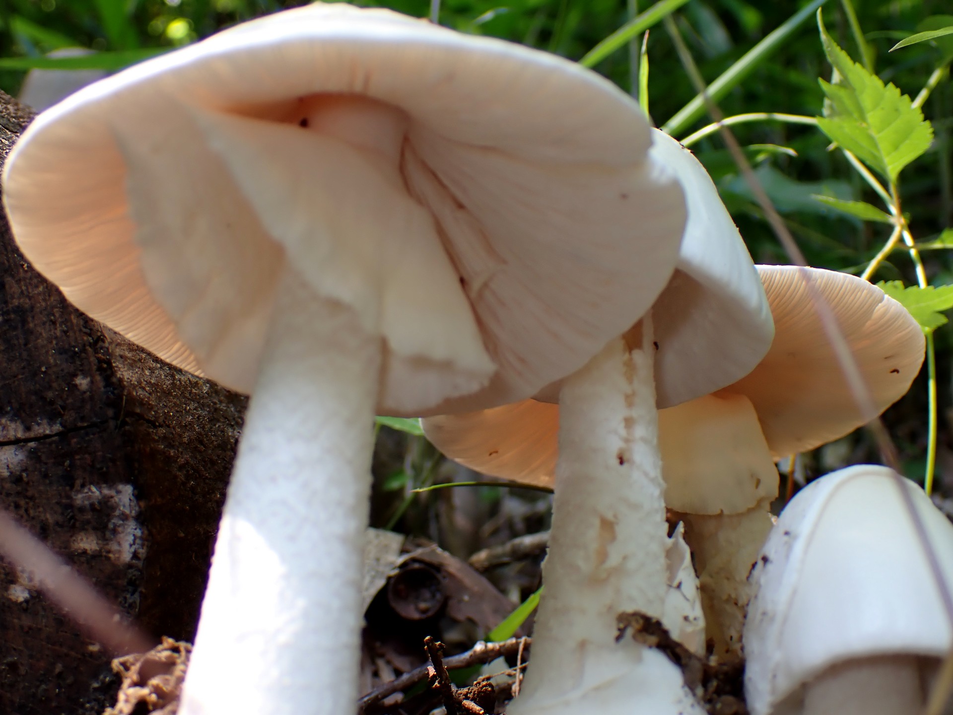 シロタマゴテングタケ の高画質写真です。横浜市 青葉区 寺家ふるさと村で、2024年6月7日に撮影したものです。