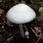 シロタマゴテングタケのカサ の高画質写真です。横浜市 青葉区 寺家ふるさと村で、2024年6月3日に撮影したものです。