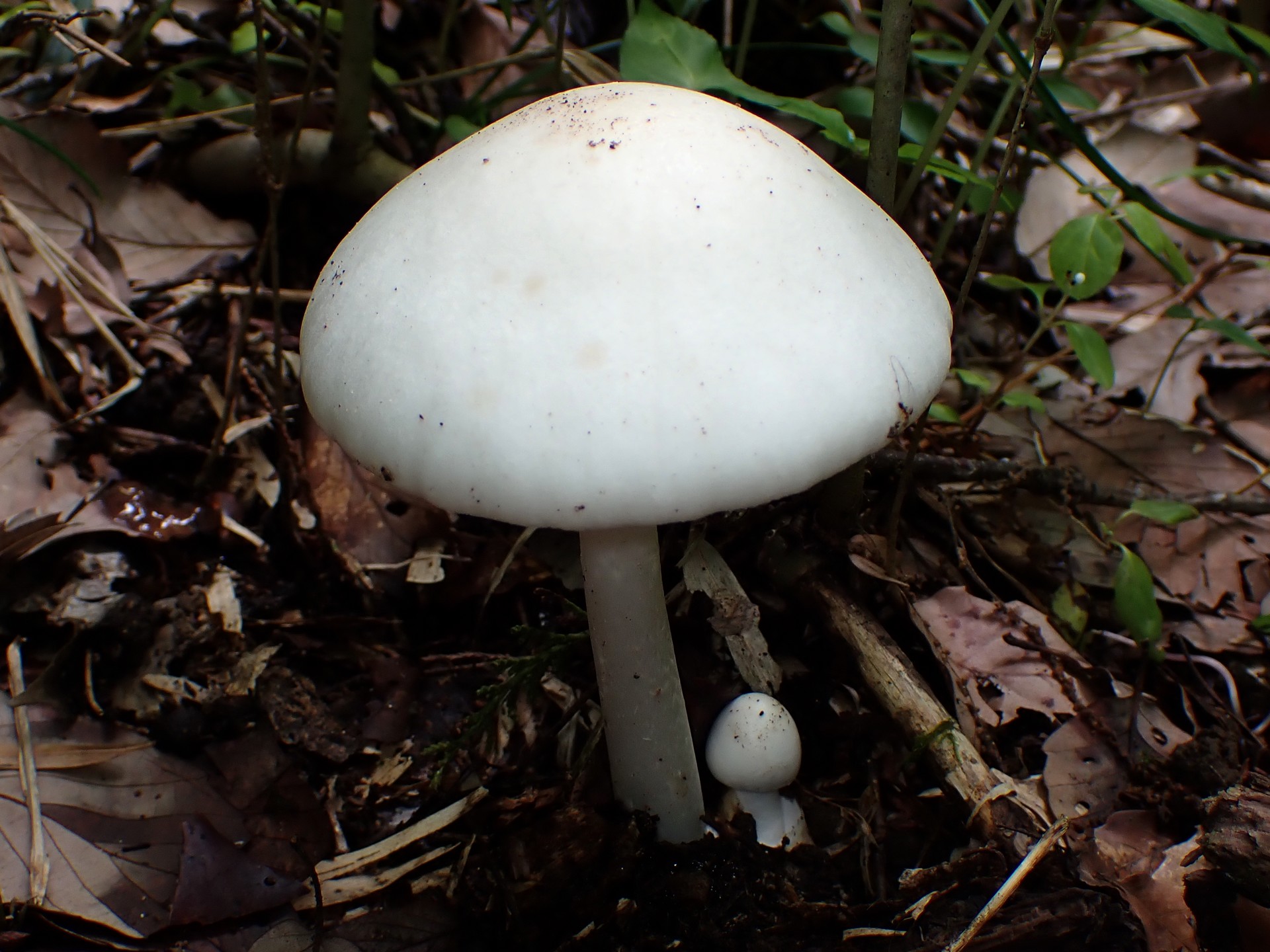 シロタマゴテングタケのカサ の高画質写真です。横浜市 青葉区 寺家ふるさと村で、2024年6月3日に撮影したものです。