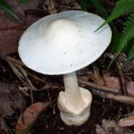 シロタマゴテングタケのカサ の高画質写真です。横浜市 青葉区 寺家ふるさと村で、2024年6月5日に撮影したものです。