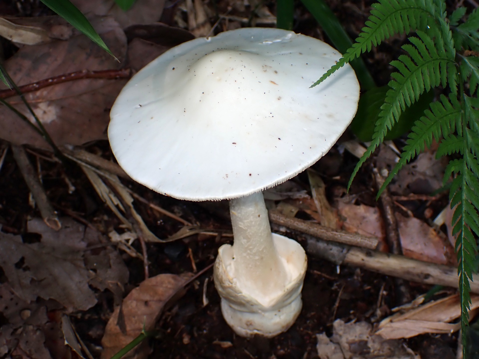 シロタマゴテングタケのカサ の高画質写真です。横浜市 青葉区 寺家ふるさと村で、2024年6月5日に撮影したものです。