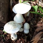 シロタマゴテングタケ の高画質写真です。横浜市 青葉区 寺家ふるさと村で、2024年6月7日に撮影したものです。