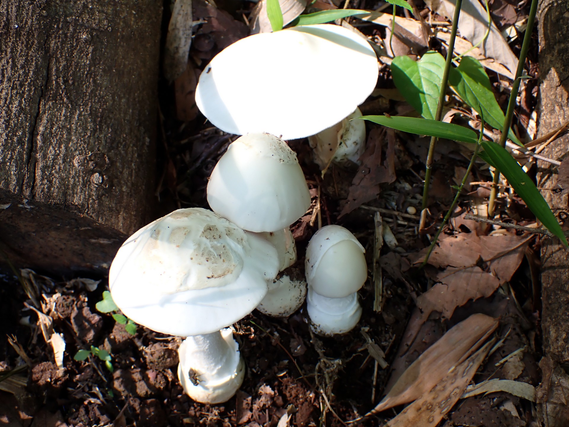 シロタマゴテングタケ の高画質写真です。横浜市 青葉区 寺家ふるさと村で、2024年6月7日に撮影したものです。