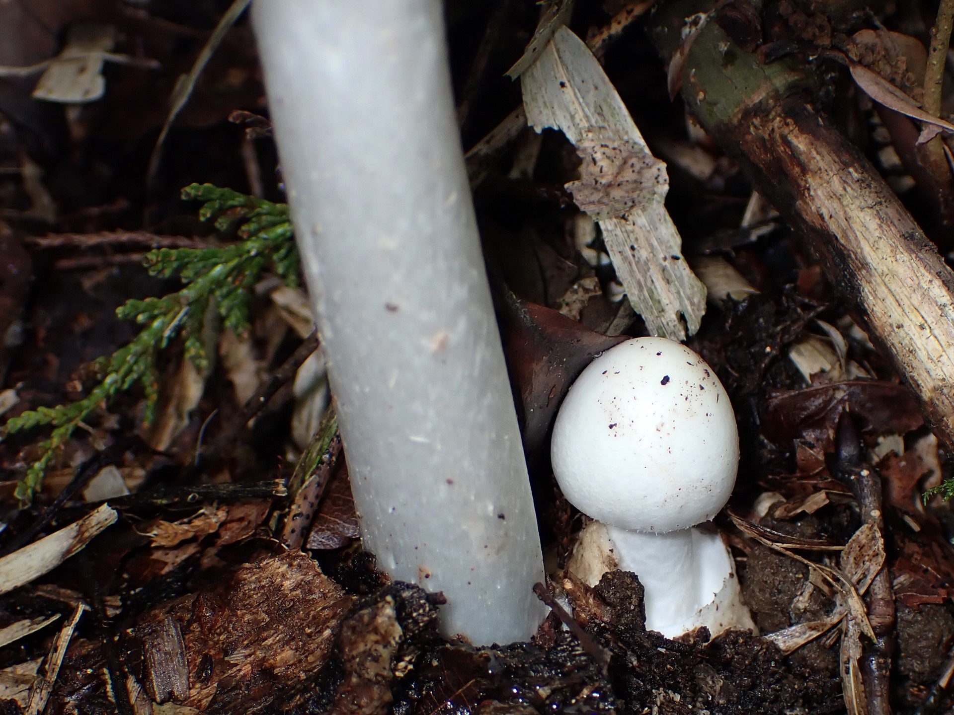 シロタマゴテングタケの柄と幼菌 の高画質写真です。横浜市 青葉区 寺家ふるさと村で、2024年6月3日に撮影したものです。