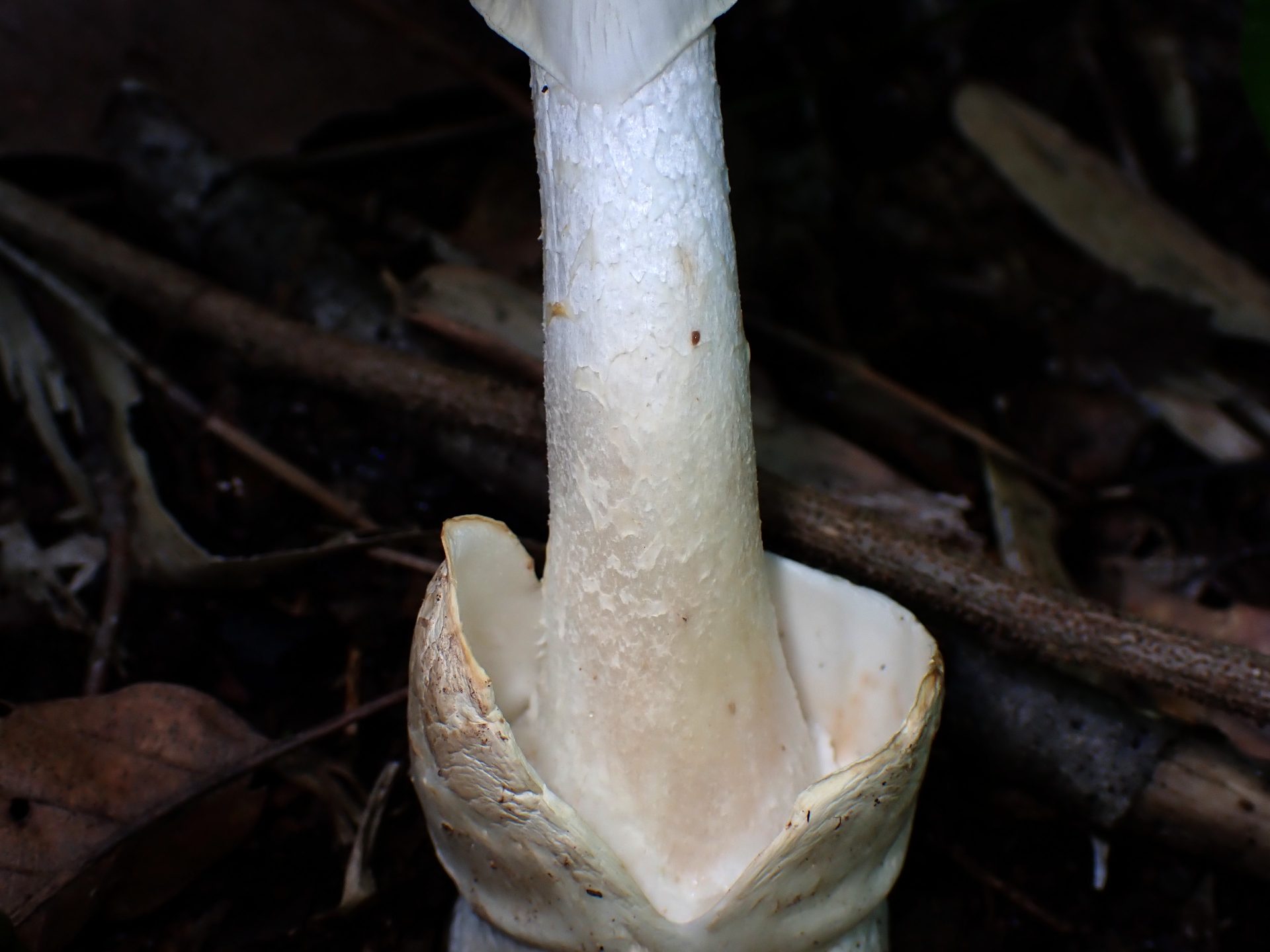 シロタマゴテングタケの柄 の高画質写真です。横浜市 青葉区 寺家ふるさと村で、2024年6月5日に撮影したものです。