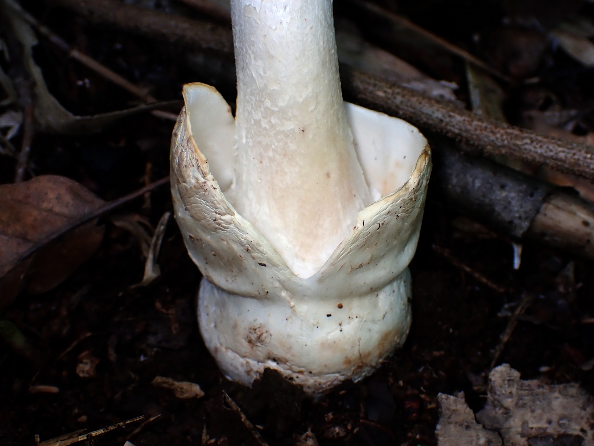 シロタマゴテングタケのツボ の高画質写真です。横浜市 青葉区 寺家ふるさと村で、2024年6月5日に撮影したものです。