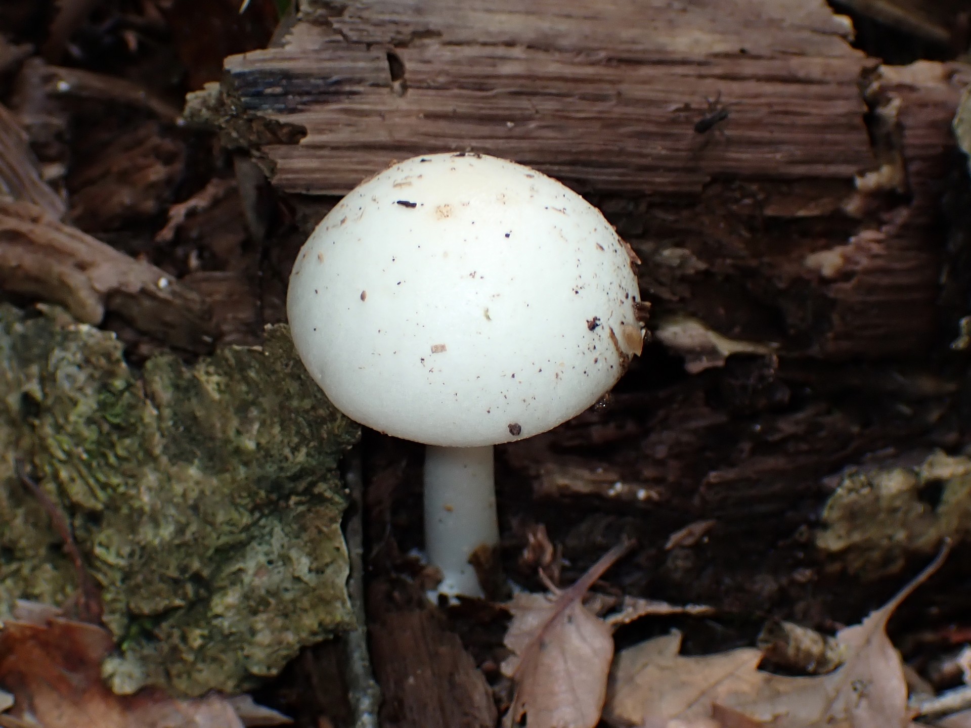 シロタマゴテングタケの若い菌 の高画質写真です。横浜市 青葉区 寺家ふるさと村で、2024年6月3日に撮影したものです。