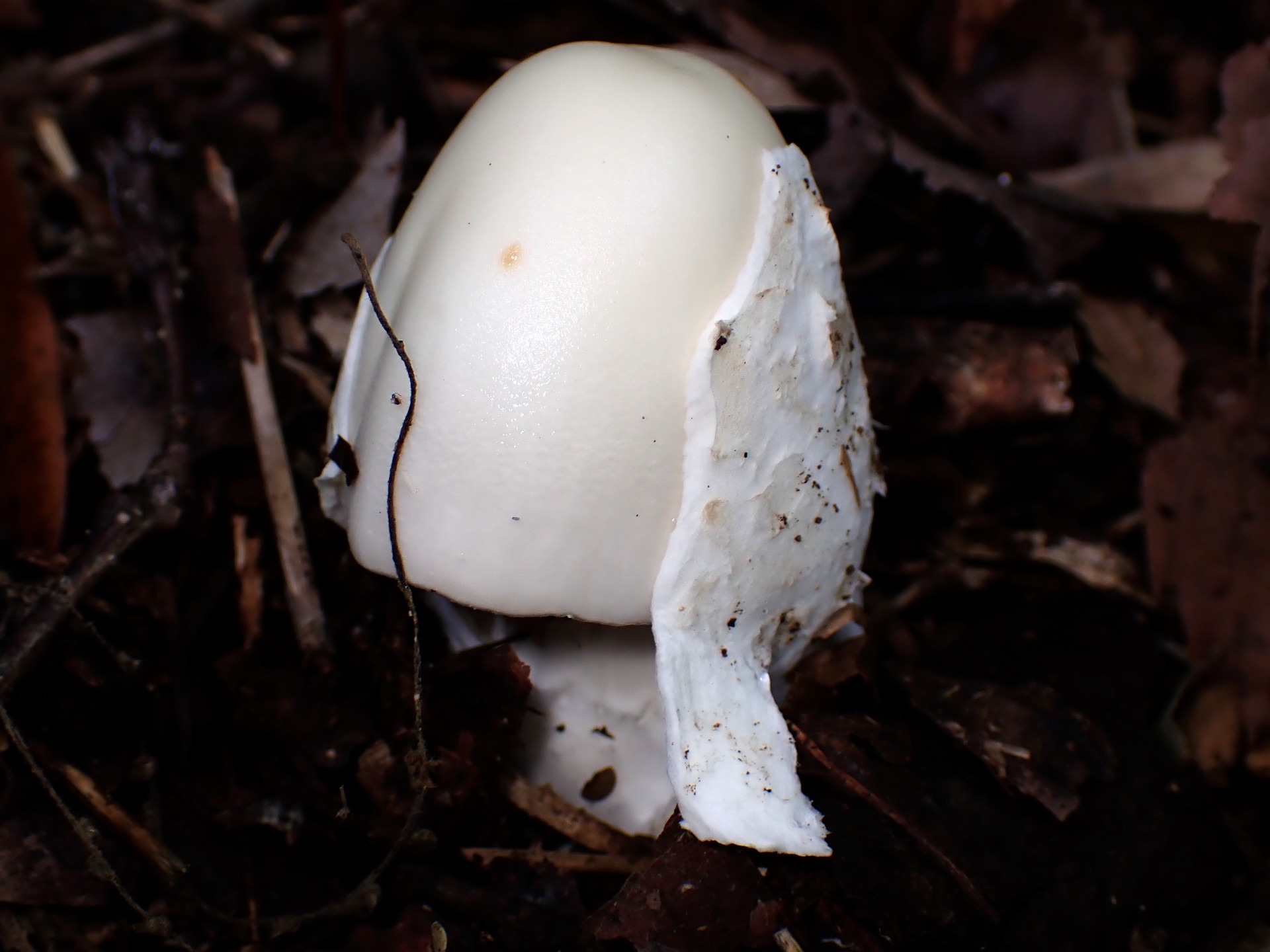 シロタマゴテングタケのカラが外れるときの高画質写真です。横浜市 青葉区 寺家ふるさと村で、2024年6月5日に撮影したものです。