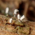 シロウツボホコリ（粘菌）の高画質写真です。横浜市で、2024年6月14日に撮影したものです。