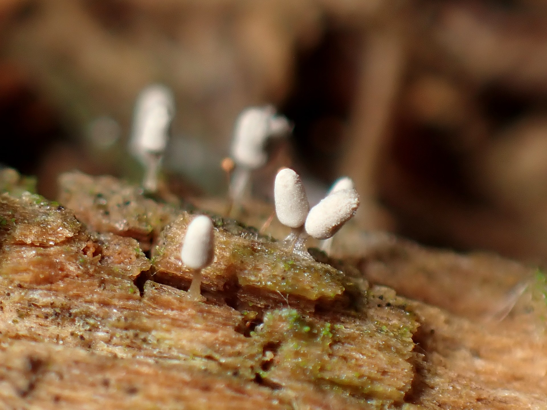 シロウツボホコリ（粘菌）の高画質写真です。横浜市で、2024年6月14日に撮影したものです。