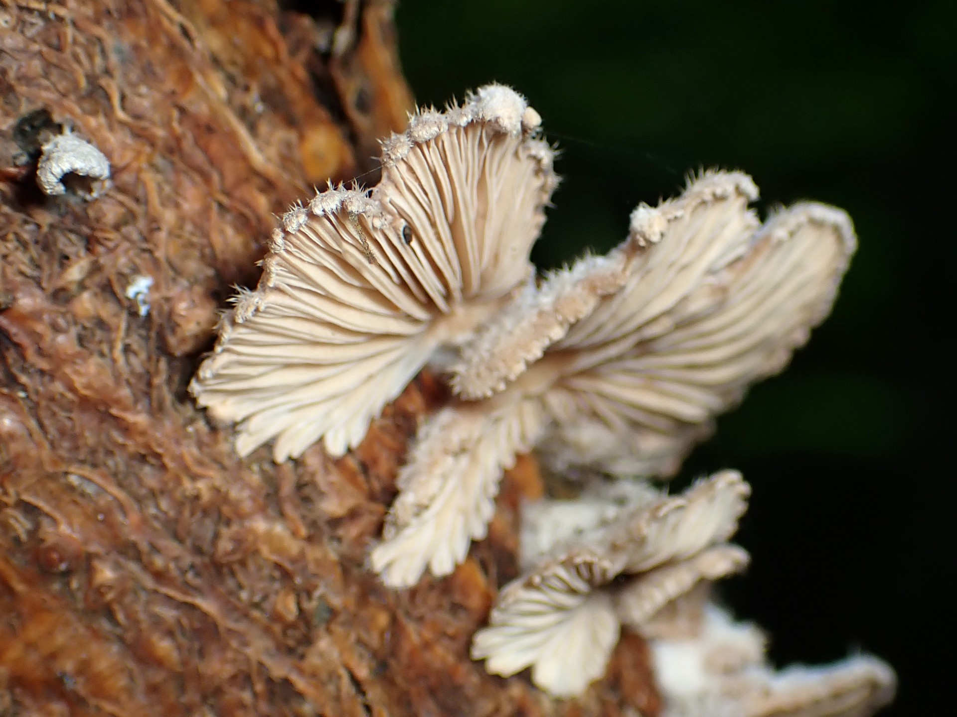 スエヒロタケの高画質写真です。横浜市で、2024年6月19日に撮影したものです。