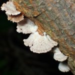 スエヒロタケの高画質写真です。横浜市で、2024年6月19日に撮影したものです。