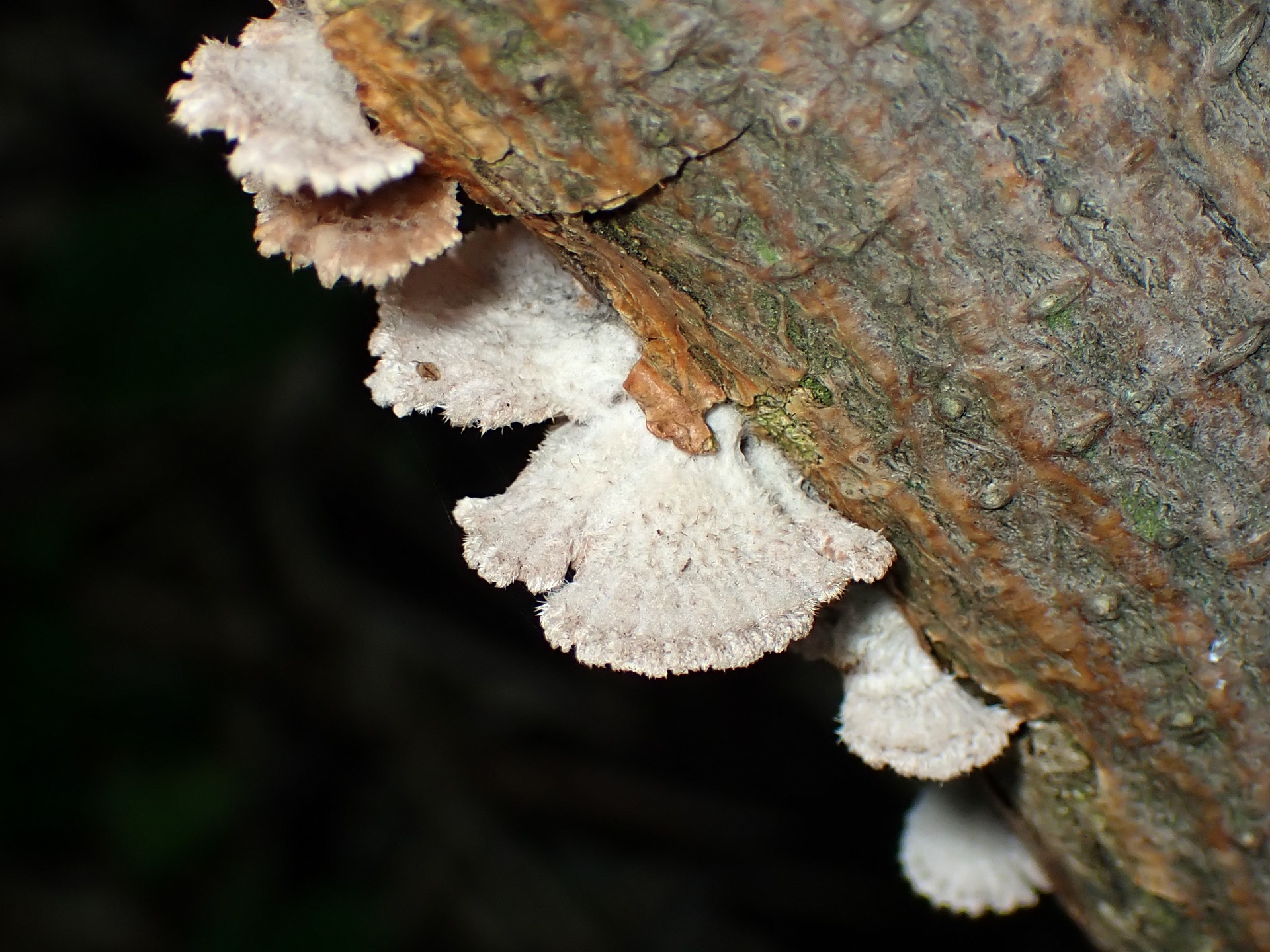 スエヒロタケの高画質写真です。横浜市で、2024年6月19日に撮影したものです。