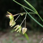 スズサイコ の花の高画質写真です。横浜市で、2024年6月29日に撮影したものです。