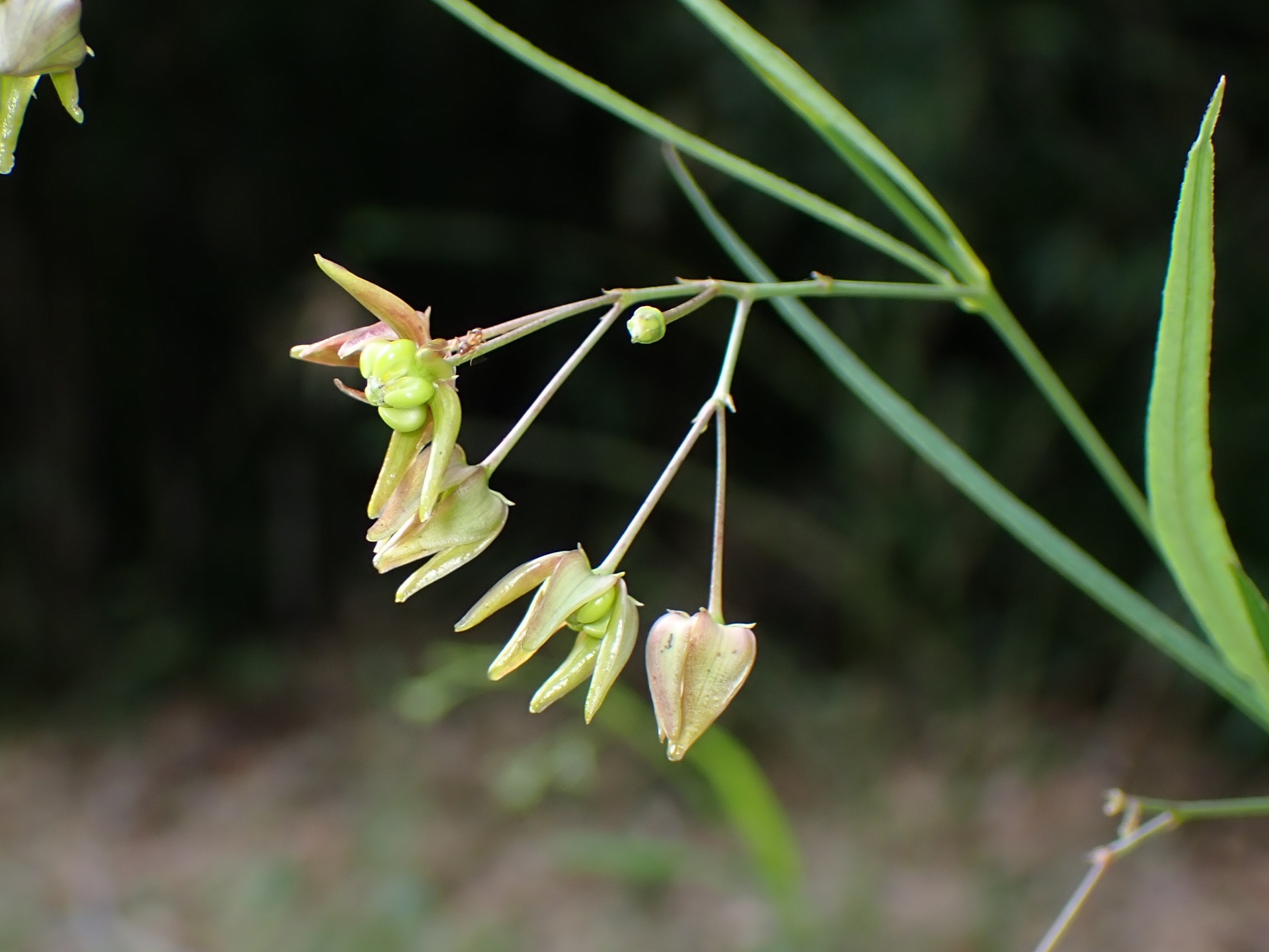 スズサイコ の花の高画質写真です。横浜市で、2024年6月29日に撮影したものです。