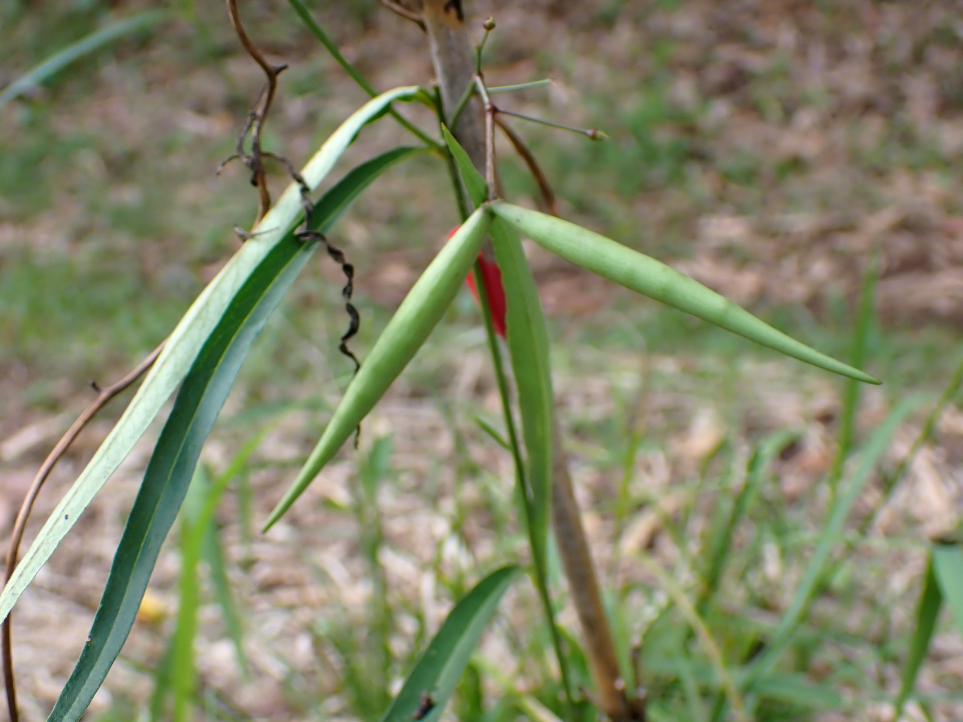 スズサイコ の種の高画質写真です。横浜市で、2024年6月29日に撮影したものです。
