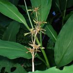 ショウジョウバカマの花の跡の写真です。横浜市で、2024年6月16日に撮影したものです。