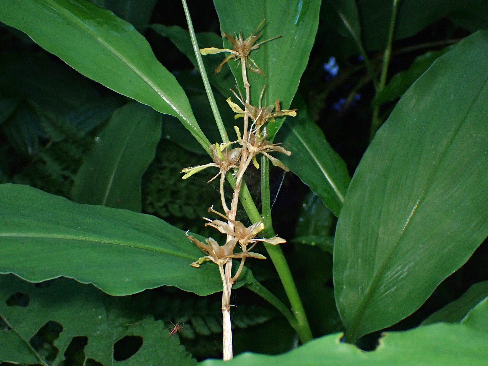 ショウジョウバカマの花の跡の写真です。横浜市で、2024年6月16日に撮影したものです。