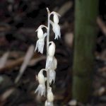 タシロラン の高画質写真です。横浜市で、2024年6月30日に撮影したものです。