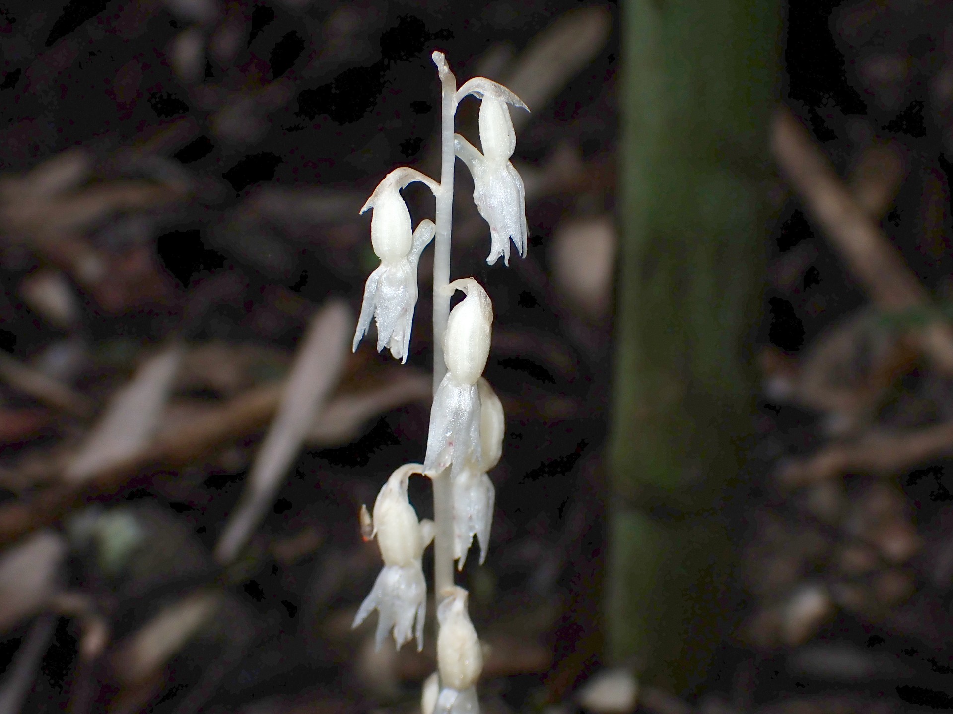 タシロラン の高画質写真です。横浜市で、2024年6月30日に撮影したものです。