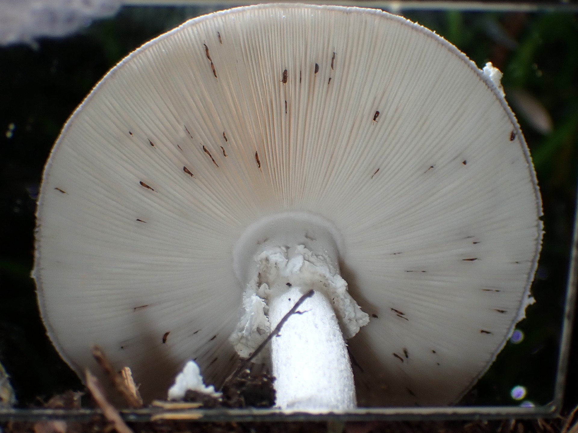 コテングタケモドキ？ の高画質写真です。横浜市で、2024年6月30日に撮影したものです。