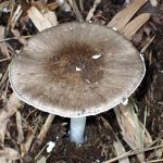 コテングタケモドキ？ の高画質写真です。横浜市で、2024年6月30日に撮影したものです。