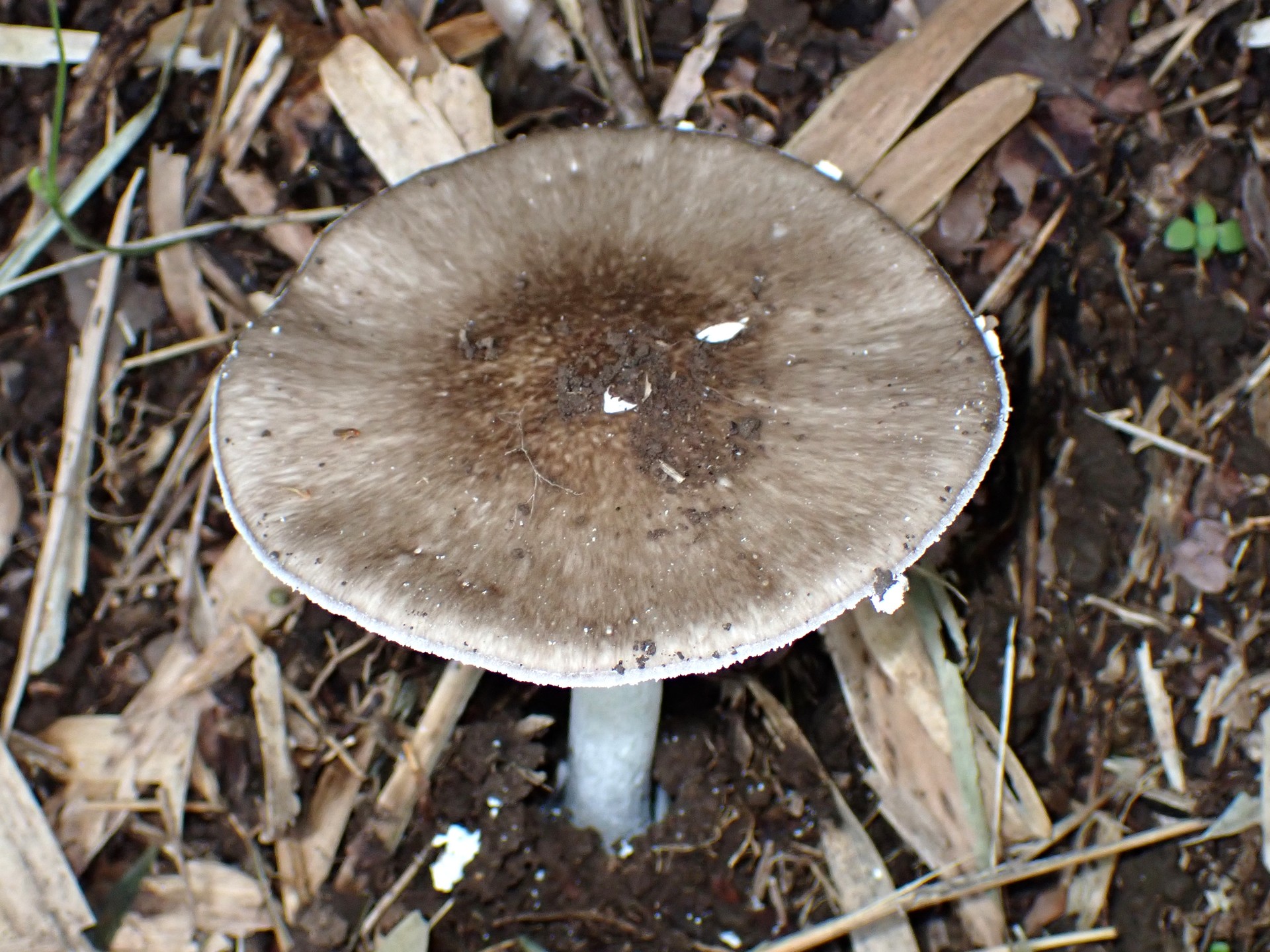 コテングタケモドキ？ の高画質写真です。横浜市で、2024年6月30日に撮影したものです。