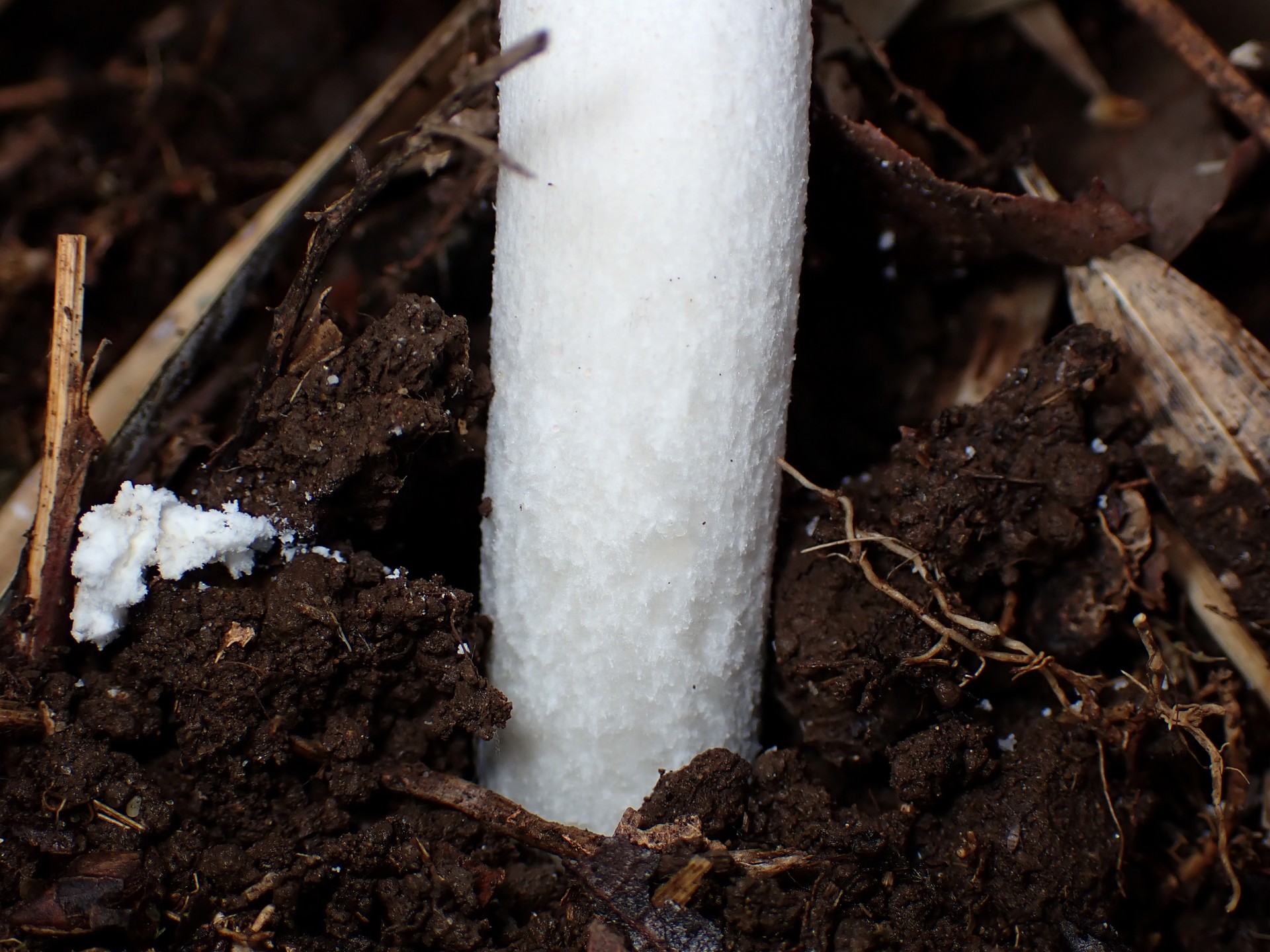 コテングタケモドキ？ の高画質写真です。横浜市で、2024年6月30日に撮影したものです。